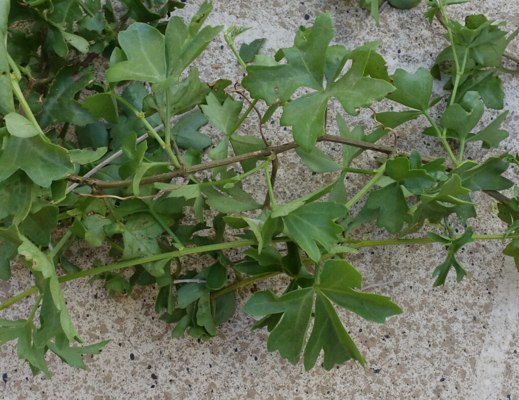 leaves