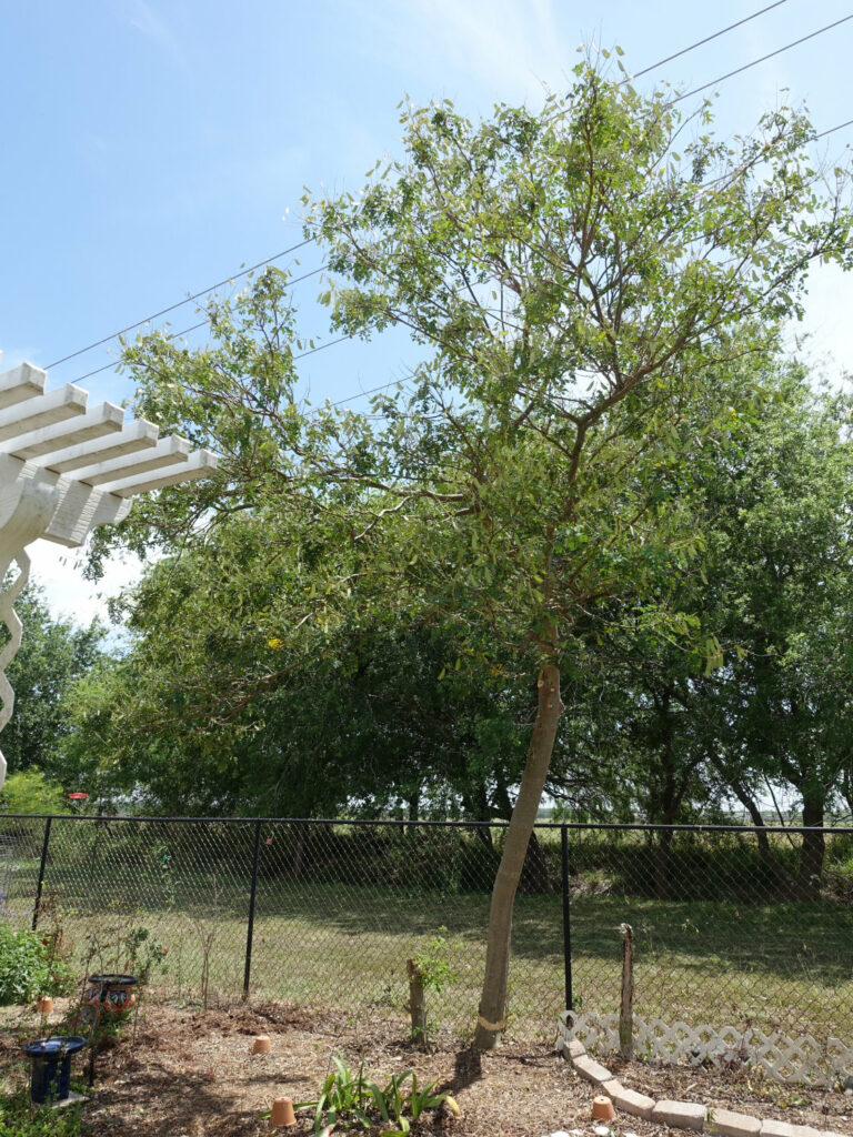 Poinciana tree 