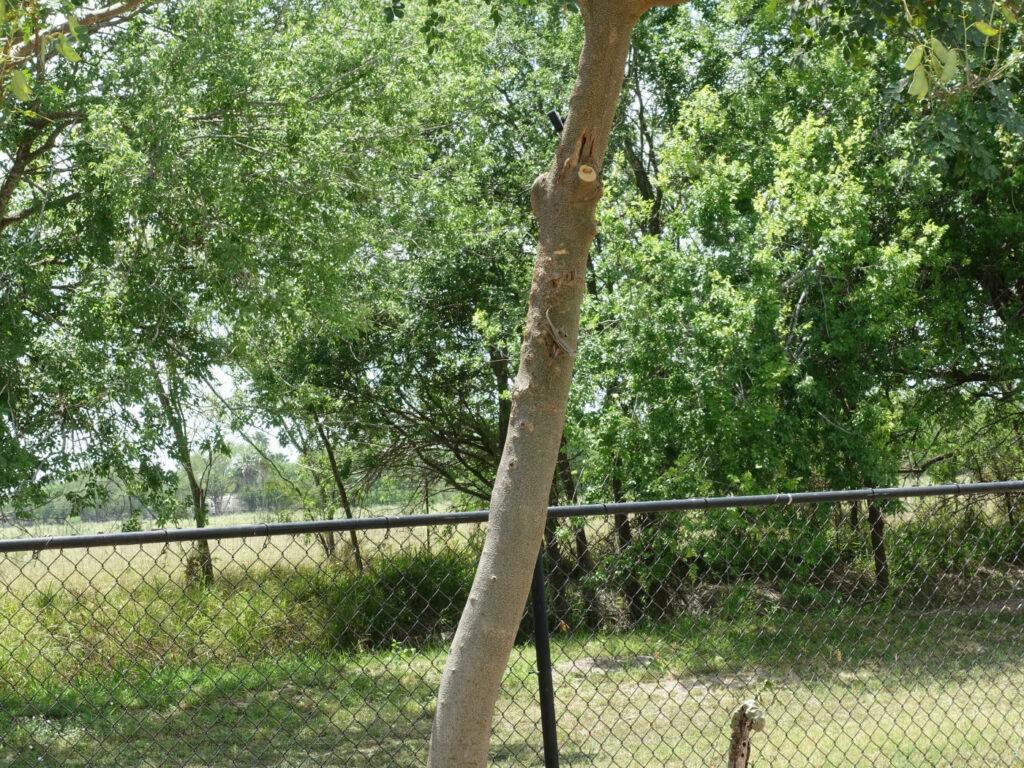 trunk