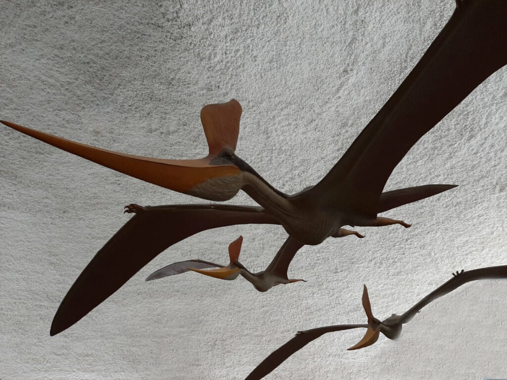 Pteranodon sternbergi 