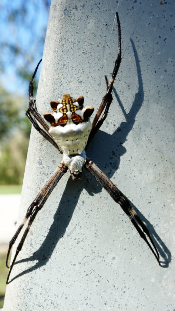 silver garden orb-weaving spider
